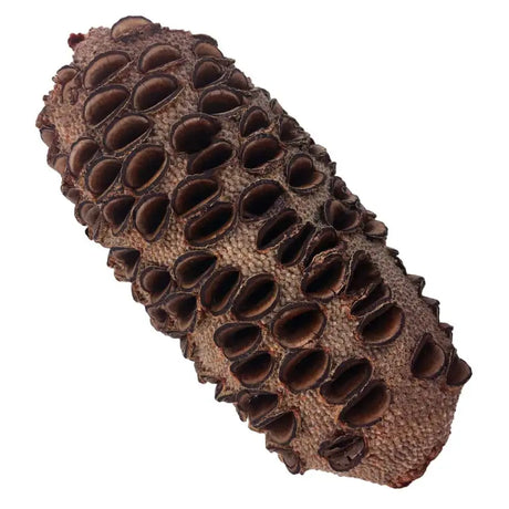 Banksia Seed Pods - Wood - Fast shipping
